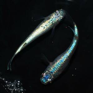 【三河めだかファームズ】メダカ屋サバンナ様直系　ネプチューン　仔魚７匹+α！！　超極上種親個体画像