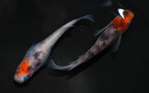 【三河めだかファームズ】鹿行めだか様直系　【和墨・三色】　仔魚７匹+α！！　超極上種親個体画像