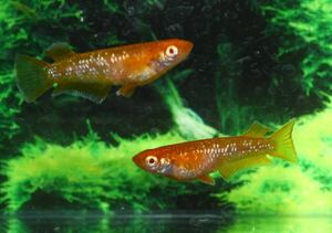 三河めだかファームズ　フロマージュｘレッドクリフ紅白アルビノ・ＫＷＦ（Ｆ４）ロングフィン・光体型因子持ち　仔魚７匹+α種親個体画像