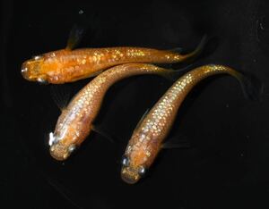 【三河めだかファームズ】サンシャイン　キッシング因子持ち　若魚♂1♀2　現物出品！！