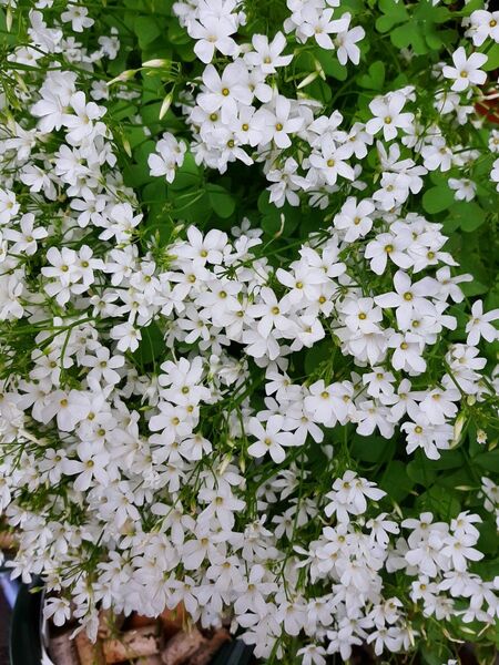 オキザリス、白花いもカタバミの球根