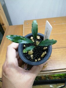 Bucephalandra sp north Sanggau