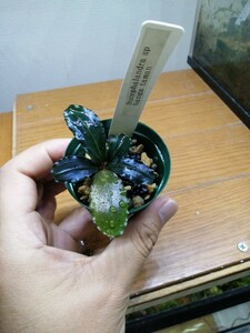 Bucephalandra sp Nanga taman TB