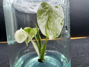 モンステラ　デリシオーサ　ホワイトモンスター　天津蘭　Tissue culture monstera white　monster　　PREMIUM組織培養【¨HEIAN¨】