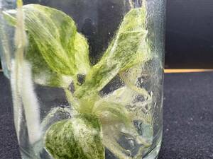 フィロデンドロン　ギガンテウムミントバリエガータ　斑入り　tissue culture Philodendron Giganteum mint var.組織培養【¨HEIAN¨】