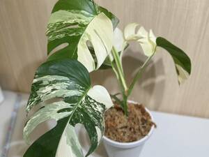 極美☆現物　モンステラ アルボ ボルシギアナ　白斑入り【写真現物】　MONSTERA ALBO BORSIGIANA　VAR 【HEIAN]】