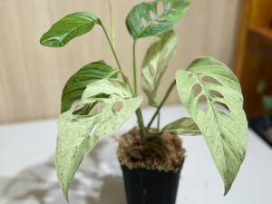 モンステラ ラニアタ フルミント 斑入り Monstera Laniata Mint Var　【写真現物】【HEIAN】