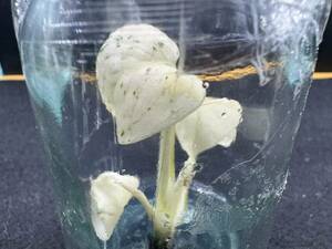 モンステラ　デリシオーサ　ミントホワイトティアーズ　tissue culture monstera deliciosa mint　White Tears 組織培養【¨HEIAN¨】