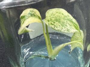 元祖プレミアム培養　モンステラ　デリシオーサ　ミント　tissue culture monstera deliciosa mint【らぼ平安】