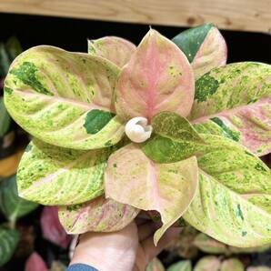 SSグレード アグラオネマ ピンクエメラルド 斑入り☆Aglaonema Sp Var【HEIAN】の画像3