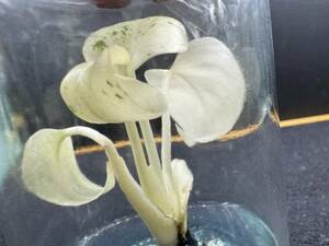 モンステラ　デリシオーサ　ホワイトモンスター　天津蘭　Tissue culture monstera white　monster　　PREMIUM組織培養【¨HEIAN¨】