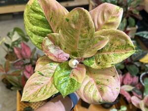 SSグレード　アグラオネマ　ピンクエメラルド　斑入り☆Aglaonema Sp Var【HEIAN】