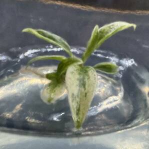 フィロデンドロン キャラメルマーブル バリエガータ tissue culture Philodendron Caramel Marble Variegata 組織培養【¨HEIAN¨】の画像5