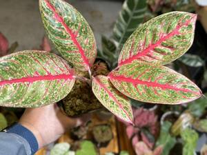 アグラオネマ　ダイアナ　斑入り☆写真現物　Aglaonema Sp Var　Diana【HEIAN】M3