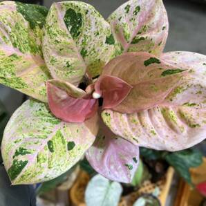 SSグレード アグラオネマ ピンクエメラルド 斑入り☆Aglaonema Sp Var【HEIAN】の画像2