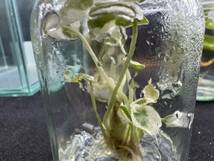 究極のアロカシア3種3瓶セット　アロカシア　　tissue culture Alocasia ☆らぼ平安_画像2