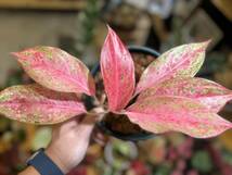 アグラオネマ　ピンクオブサイアム　斑入り☆写真現物　Aglaonema Sp Var　Pink of Siam【らぼ平安】_画像6