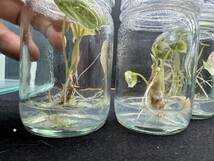 究極のアロカシア3種3瓶セット　アロカシア　　tissue culture Alocasia ☆らぼ平安_画像5