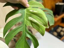 希少超大型　レア 現物　特選 モンステラ ボルシギアナ ミント　トップカット Monstera Borsigiana Mint Var　【HEIAN】_画像10