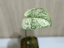 モンステラ　デリシオーサ ホワイトモンスター☆テンシンラン☆天津蘭☆写真現物☆Monstera white monster【¨HEIAN¨】_画像2