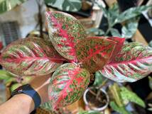 アグラオネマ　ダイアナ　斑入り☆写真現物　Aglaonema Sp Var　Diana【HEIAN】M3_画像3