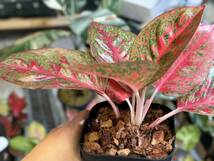 アグラオネマ　ダイアナ　斑入り☆写真現物　Aglaonema Sp Var　Diana【HEIAN】M3_画像4