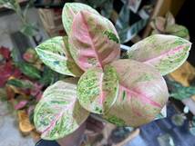 SSグレード　アグラオネマ　ピンクエメラルド　斑入り☆Aglaonema Sp Var【HEIAN】_画像8