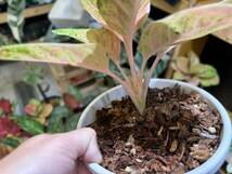 SSグレード　アグラオネマ　ピンクエメラルド　斑入り☆Aglaonema Sp Var【HEIAN】_画像7