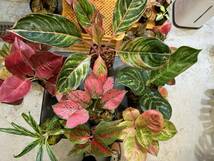 アグラオネマ夢の7本セット　No.1　大人気種ばっかり7本セット　斑入り写真現物　Aglaonema Sp【HEIAN】_画像3