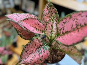 アグラオネマ　ピンクミリオネア　写真現物　Aglaonema Sp Pink millionair【HEIAN】