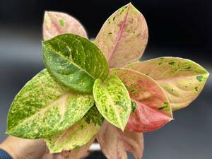 アグラオネマ　ピンクエメラルド　斑入り☆Aglaonema Sp Var【HEIAN】