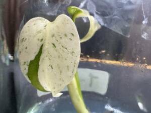 モンステラ　デリシオーサ　ミントホワイトティアーズ　tissue culture monstera deliciosa mint　White Tears 組織培養【¨HEIAN¨】