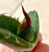 アガベ 多肉植物　チタノタ 煉獄　レア種優良血統厳選狂刺美株_画像9