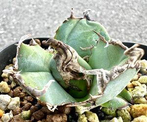  agave succulent plant chitanota white hige white .. rare kind. super finest quality . madness . beautiful stock departure root ending 