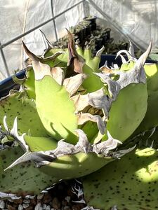  agave succulent plant chitanota white .. large steel . excellent .. finest quality . madness . beautiful stock 