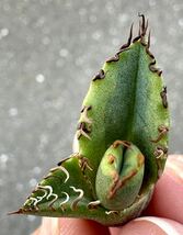 アガベ 多肉植物 チタノタ 夕映覆輪　自家繁殖極上斑入り狂刺美株_画像1