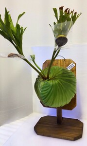 [ middle stock ] staghorn fern board attaching lido Ray ( stand attaching ) Platycerium.ridleyi