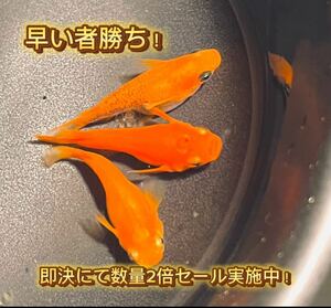 メダカ屋 天鳳 最上級の赤み プレミアム （スーパーレッド）紅帝 ダルマ 楊貴妃 高級メダカ 【有精卵20+a】即決にて+2倍セール中!めだか