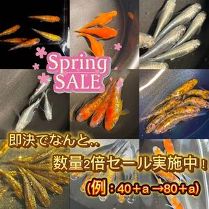 [ high class medaka ga tea ] great popularity! have . egg 40+a prompt decision ..2 times sale ( pair number ten thousand jpy. individual equipped ) lily sis.. month .morufo amber lame ..daruma