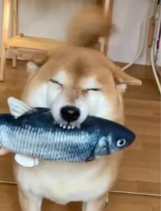 ペット　おもちゃ　ぬいぐるみ　魚　犬　猫　大人気 