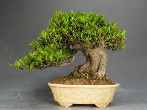 [ISBS] height of tree approximately 18.0.[ gardenia ] pot flat cheap Izumi mountain gold crystal . out . half month pair ellipse pot interval . approximately 17.5.....40 year and more scratch less core through .[Y2024051911]