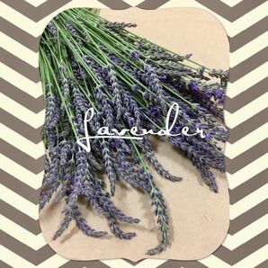 【約100本】ラベンダー Lavender ドライフラワー