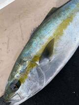 活〆天然　ヒラマサ　２尾　６キロ　冷凍鮮魚_画像3