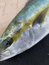 活〆天然　ヒラマサ　２尾　６キロ　冷凍鮮魚_画像1