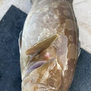 冷蔵 天然活〆クエ ５．１キロ 冷蔵鮮魚 アラ・モロコの画像3
