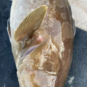 冷蔵 天然活〆クエ ５．１キロ 冷蔵鮮魚 アラ・モロコの画像4