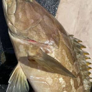 冷蔵 天然活〆クエ ５．１キロ 冷蔵鮮魚 アラ・モロコの画像1