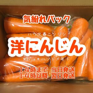 【気紛れ】10kg　洋にんじん　ハウスニンジン　人参　野菜　産地直送　期間限定