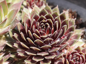 輸入センペルビブム【8】Heighham Red(多肉植物 sempervivum センペルビューム 高山植物 センペル センペルビウム