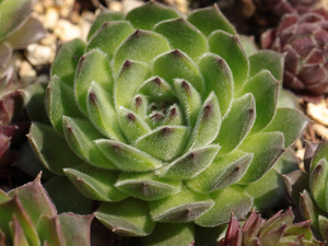 輸入センペルビブム【7】Whitney(多肉植物 sempervivum センペルビューム 高山植物 センペル センペルビウム